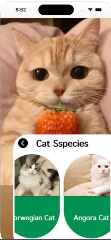 爱猫物语宠物店app安卓版[图3]
