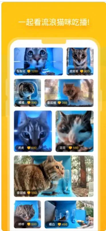 街猫app官方最新版[图3]